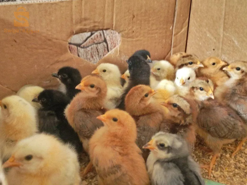 دجاج الزينة