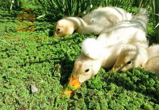 🔸سلام عليكم 
🔸في هذا الوقت من غلاء الاعلاف توفر لكم مزرعة الحاج إبراهيم 🚜☘️ افضل واجود انواع  الازولا☘️ او العلف البديل المجاني الغني بالبروتينات واللذي اثبت انه يعتمد عليه في التغدية الحيوانية سواء تسمين او حليب  لجميع الحيوانات