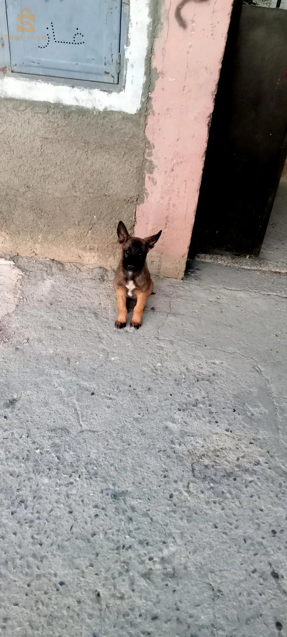 Malinois