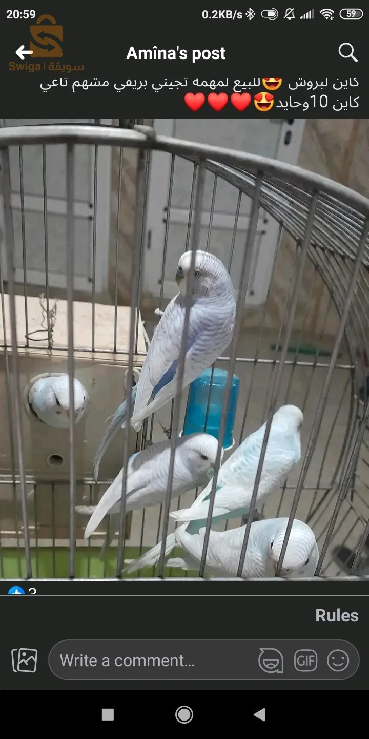 سوق اهراس