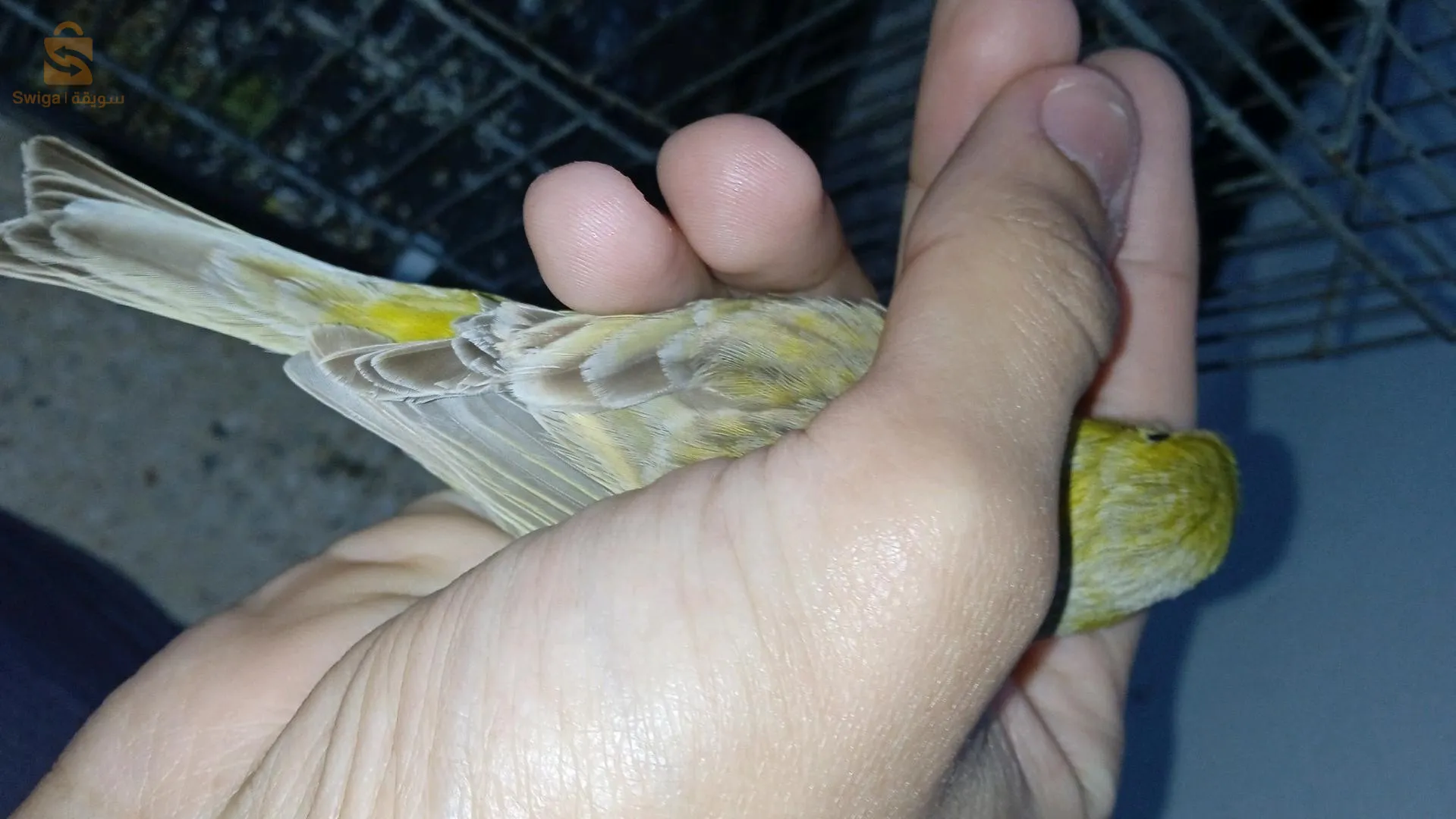 باباحسن العاصمة
