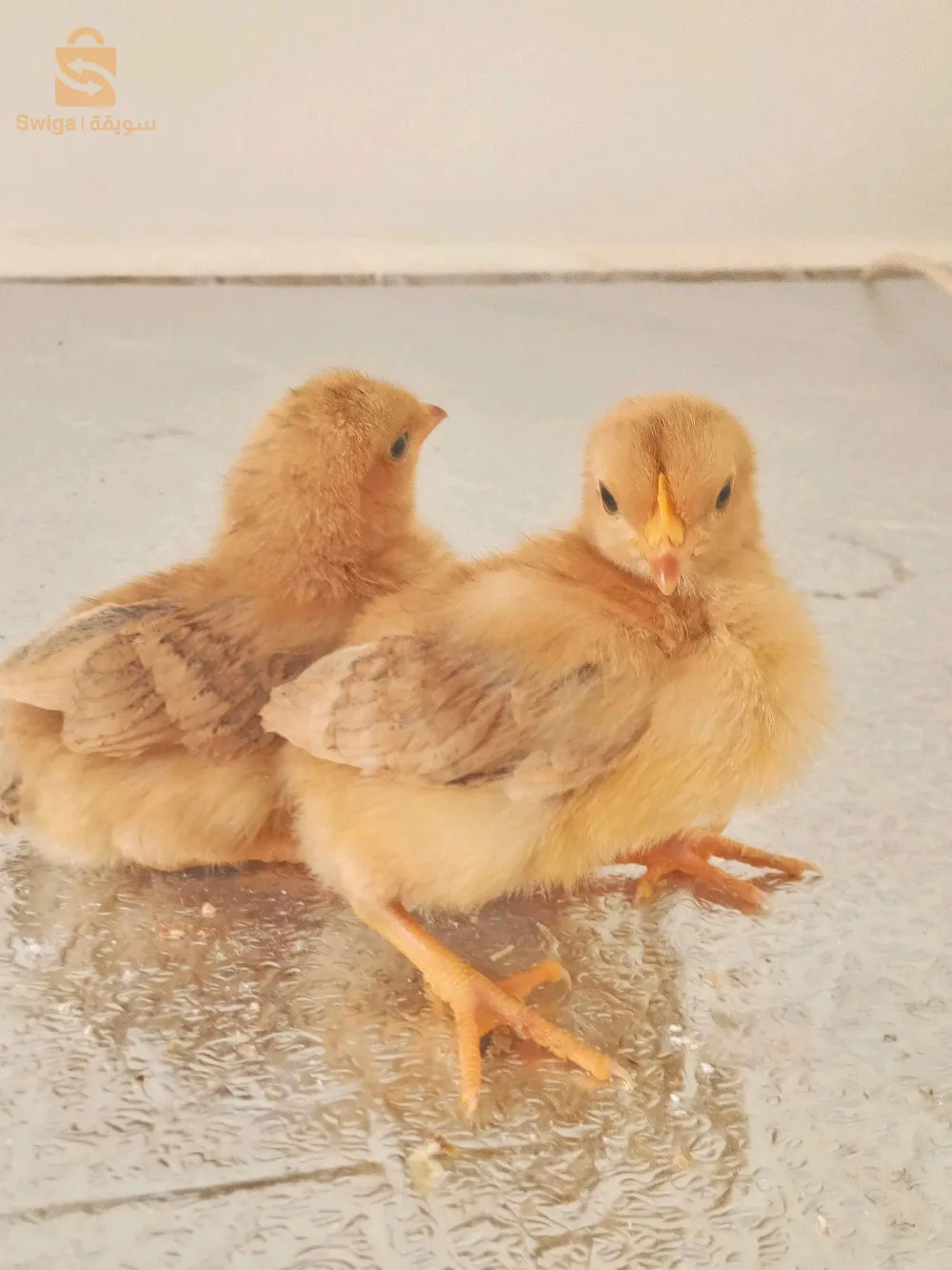 دجاج الزينة