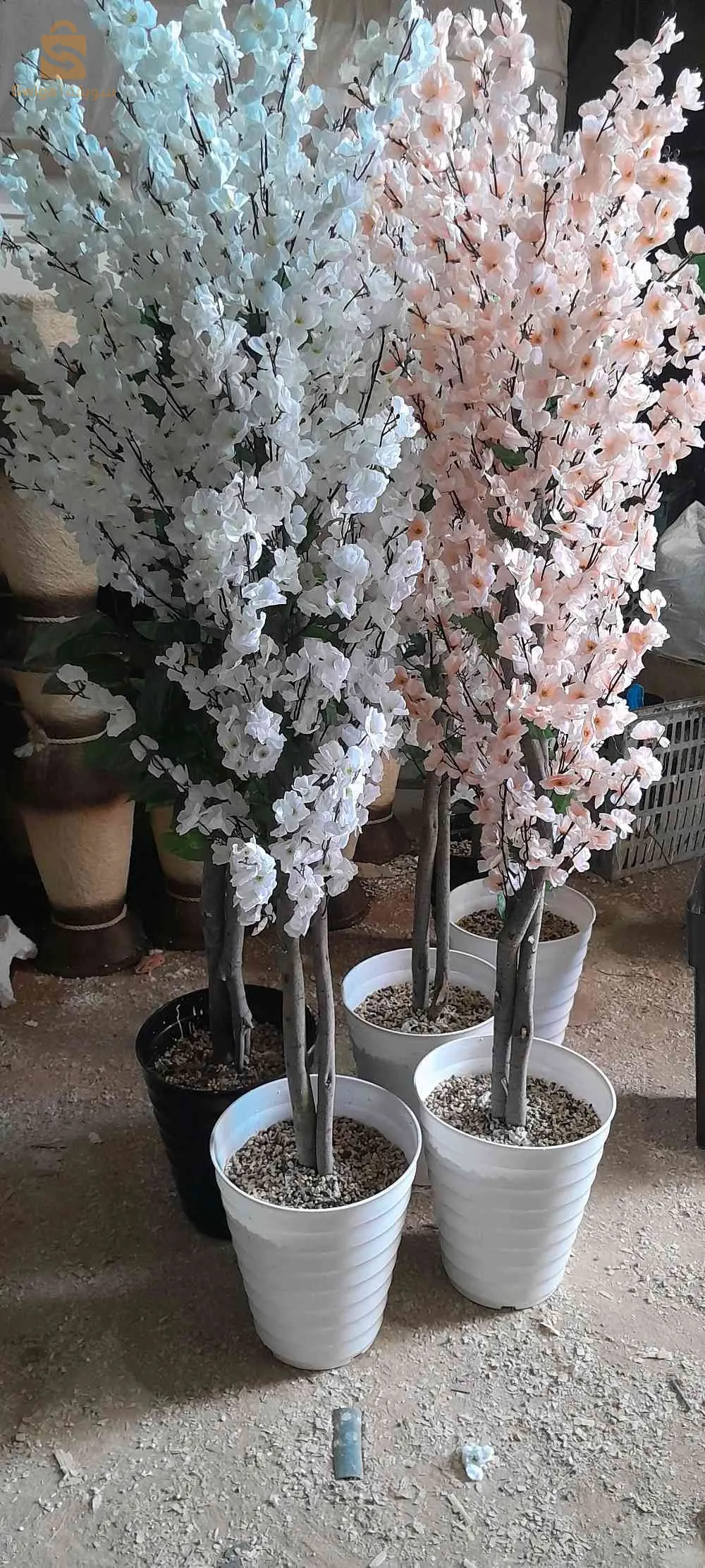 عربي