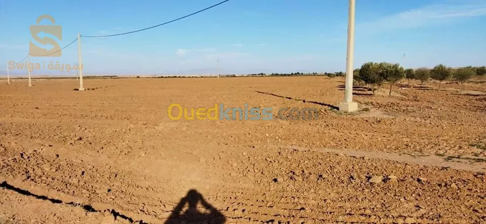 أرض فلاحية للبيع