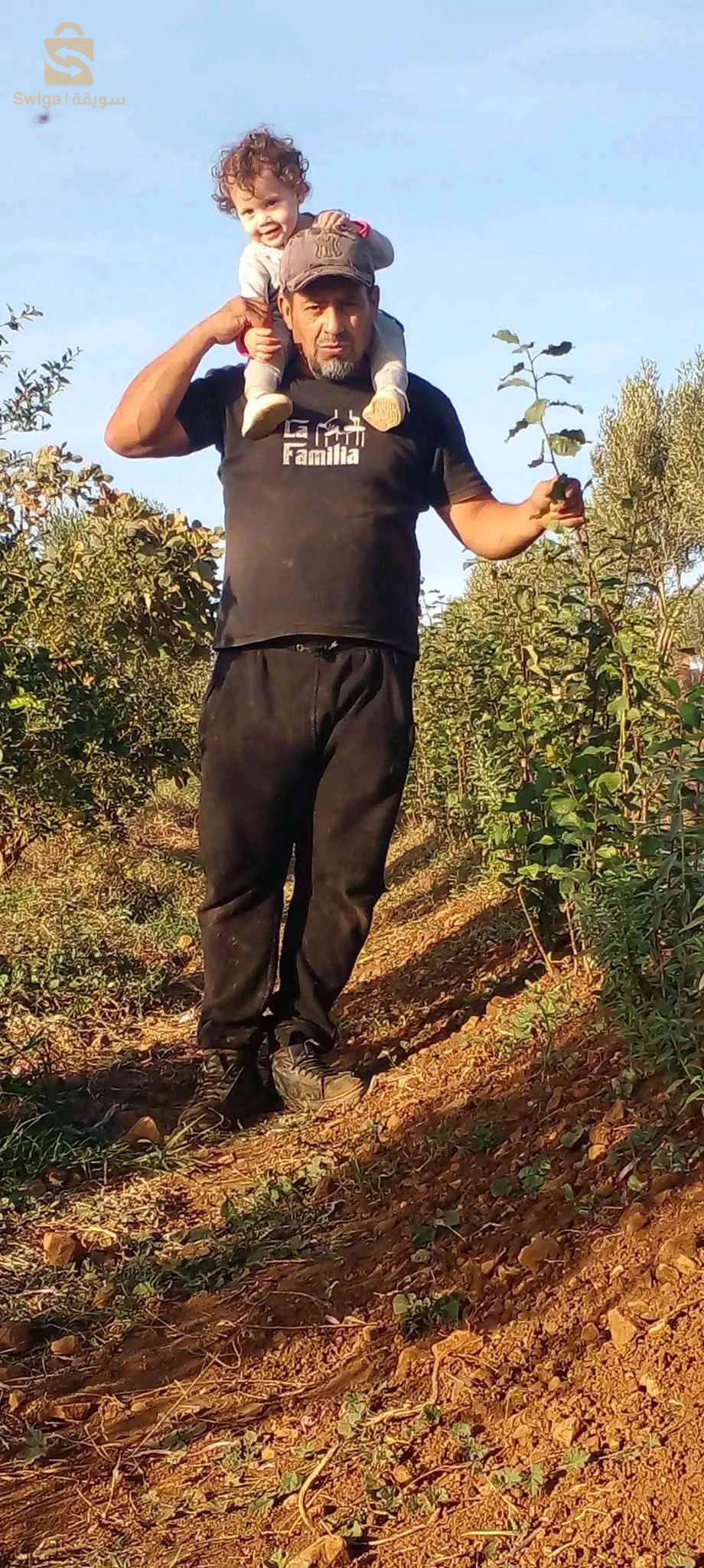 شتلات للبيع نقلة خوخ برقوق رمان من احسن الاصناف