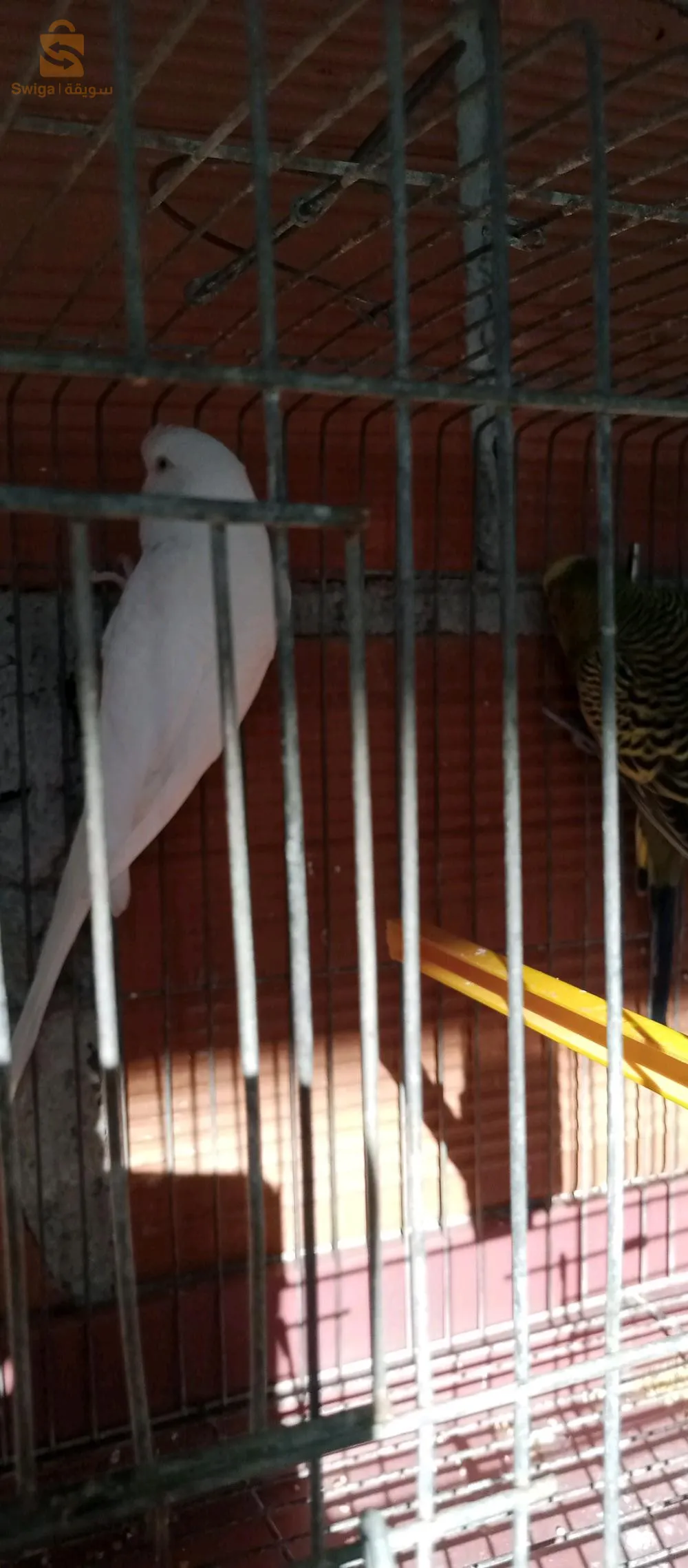 زوج(ذكروانثى) من طائر البادجي