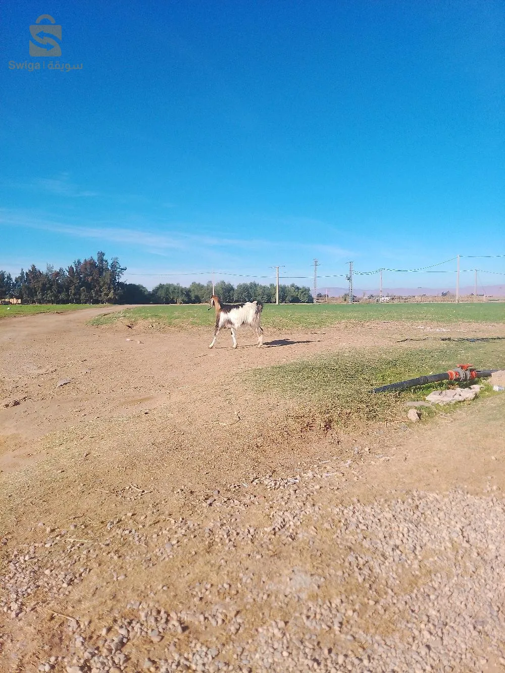 معزتان رباعيتان على ميلاد