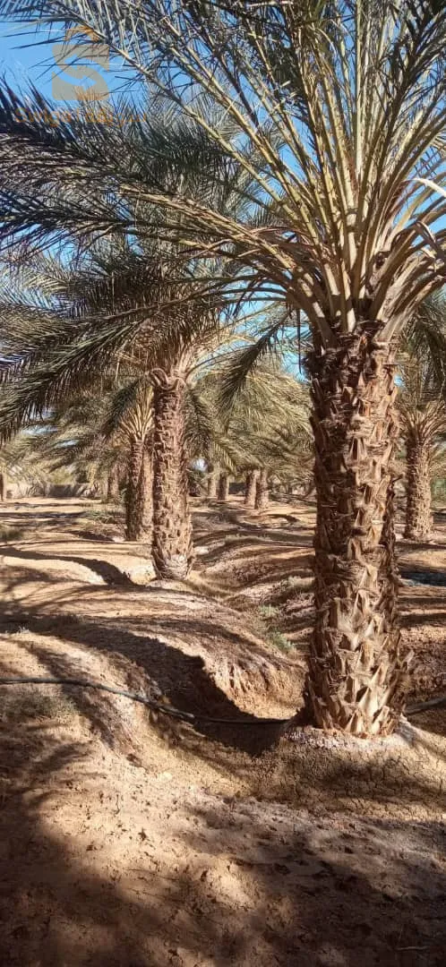 ولاية بسكرة بلدية اوماس قريبة على المطار