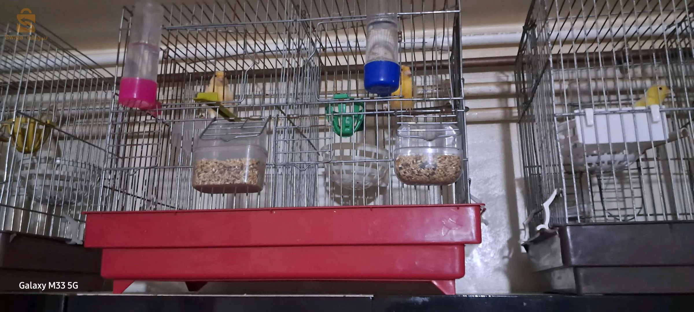 كاين فيمالات كناري نبيع ولا نبدل بليمال وكاين حمامة شابة و فيشر و كوبلات بيريش