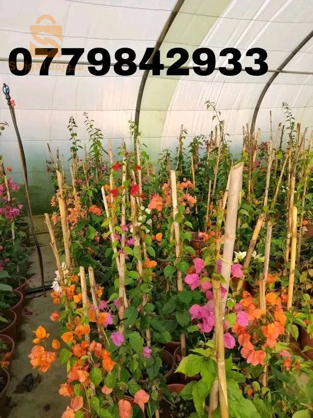 اشجار الفاكهة و اشجار تزيينية و مضادات الرياح