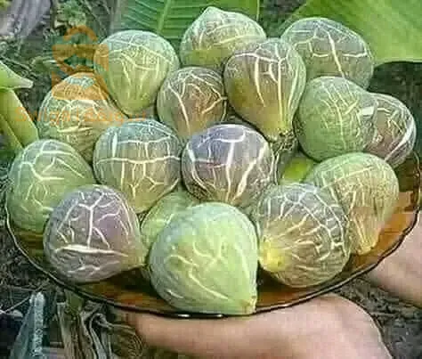 اشجار الفاكهة و اشجار تزيينية و مضادات الرياح