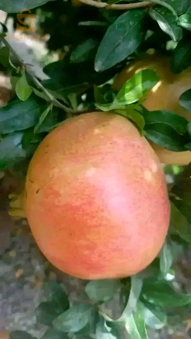 اشجار الفاكهة و اشجار تزيينية و مضادات الرياح