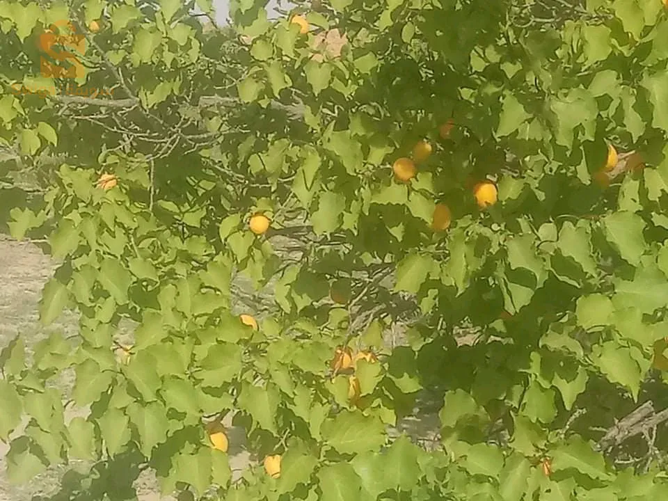 أرض فلاحية للبيع