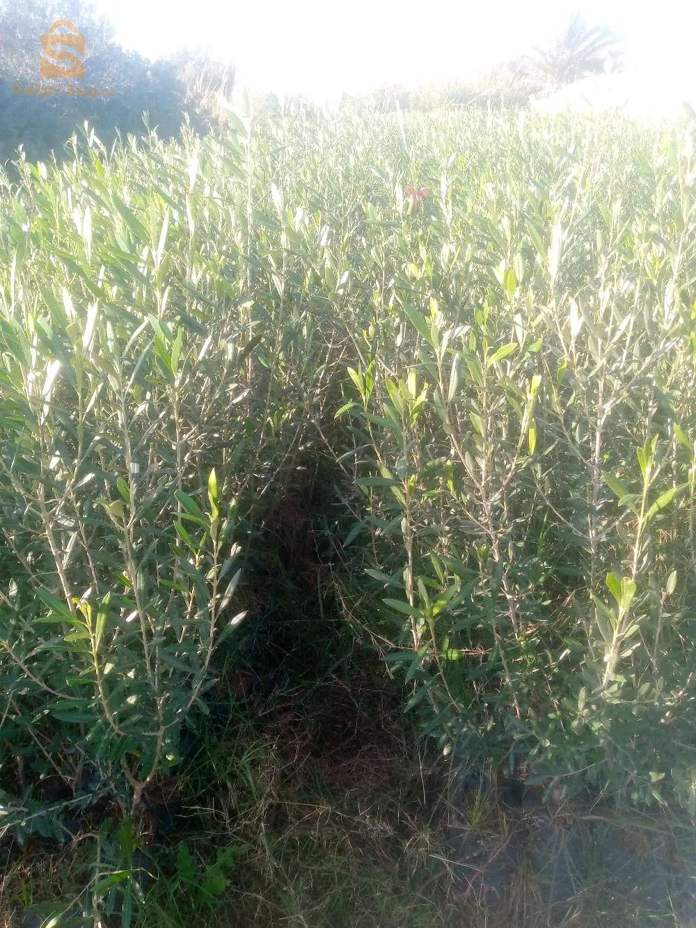 اشجار مثمرة