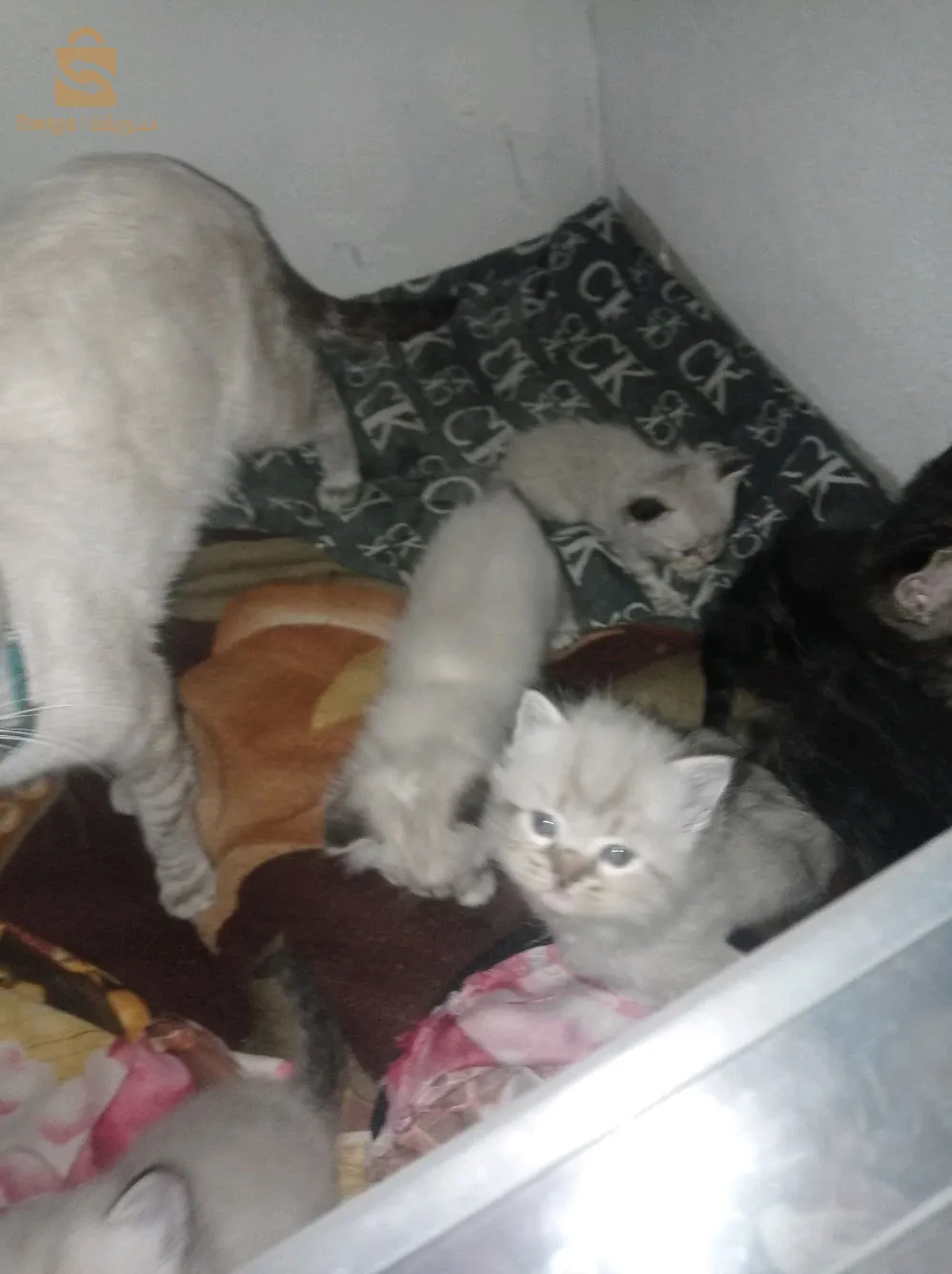 لكن يهمه الامر