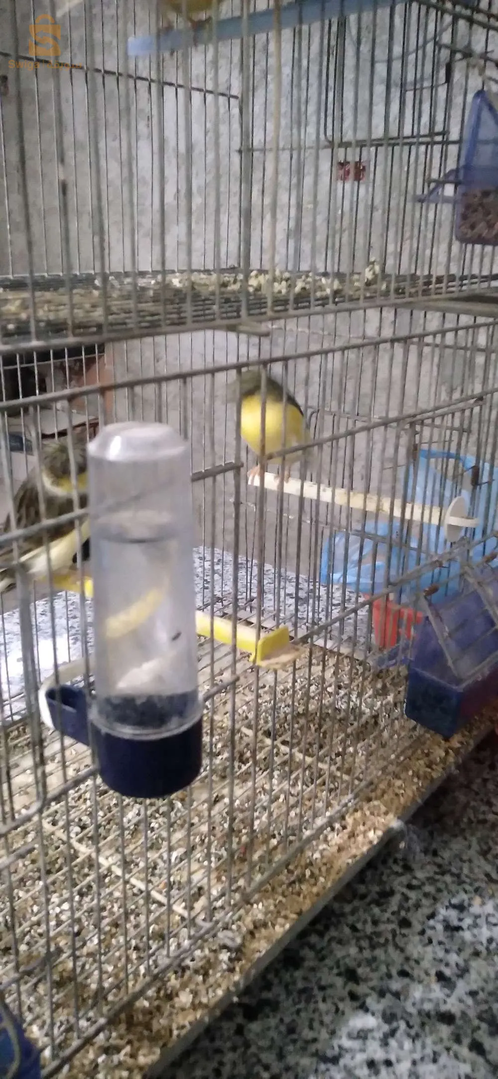 canari glowster panachi dorigine glowster