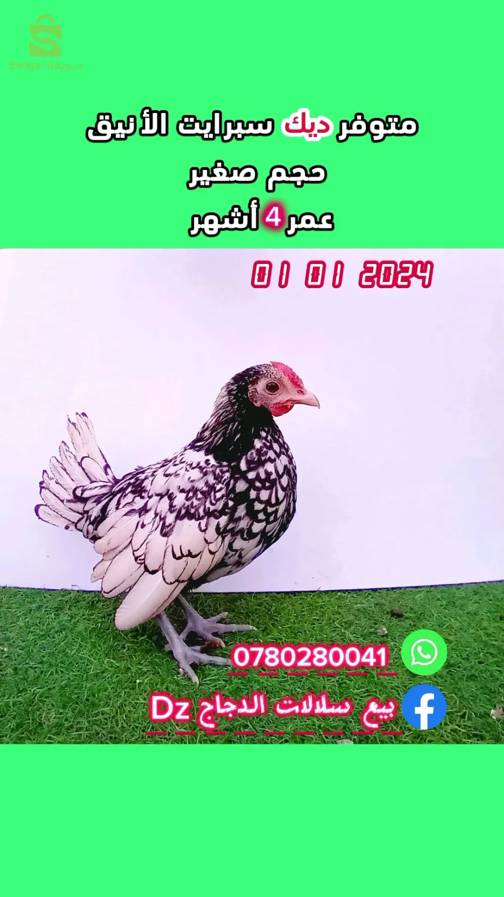 ديك سبرايت الأنيق