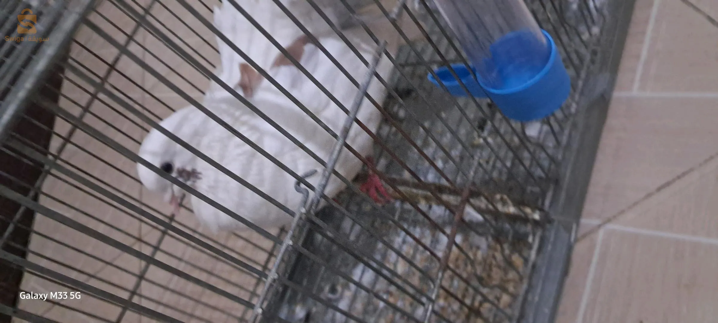 كاين فيمالات كناري نبيع ولا نبدل بليمال وكاين حمامة شابة و فيشر و كوبلات بيريش