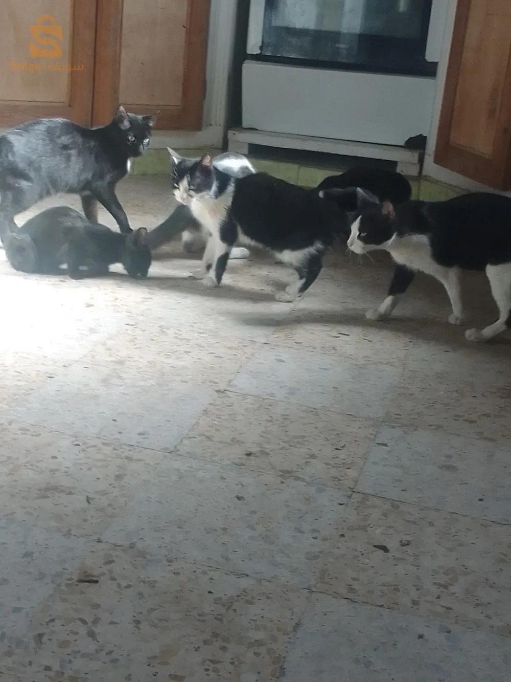 التبرع بقطط