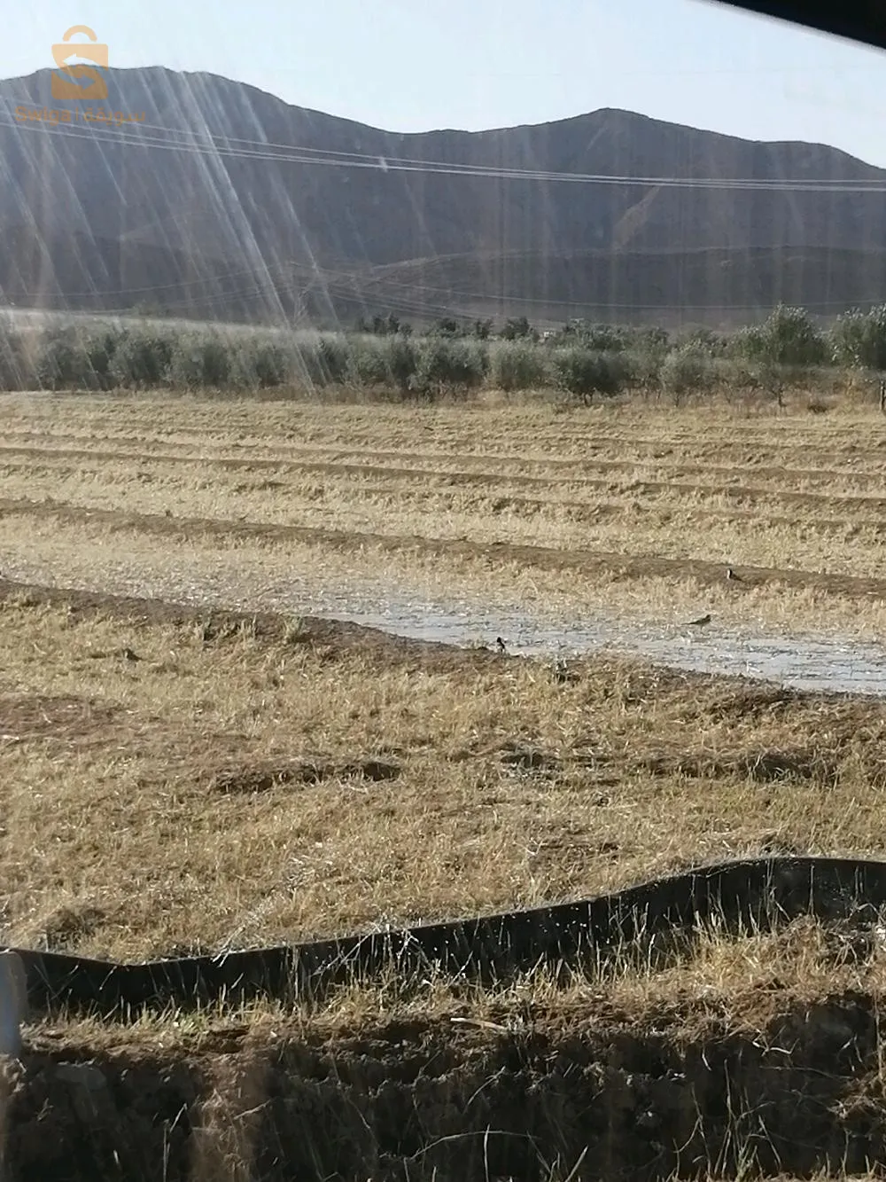 زيت زيتون بكر