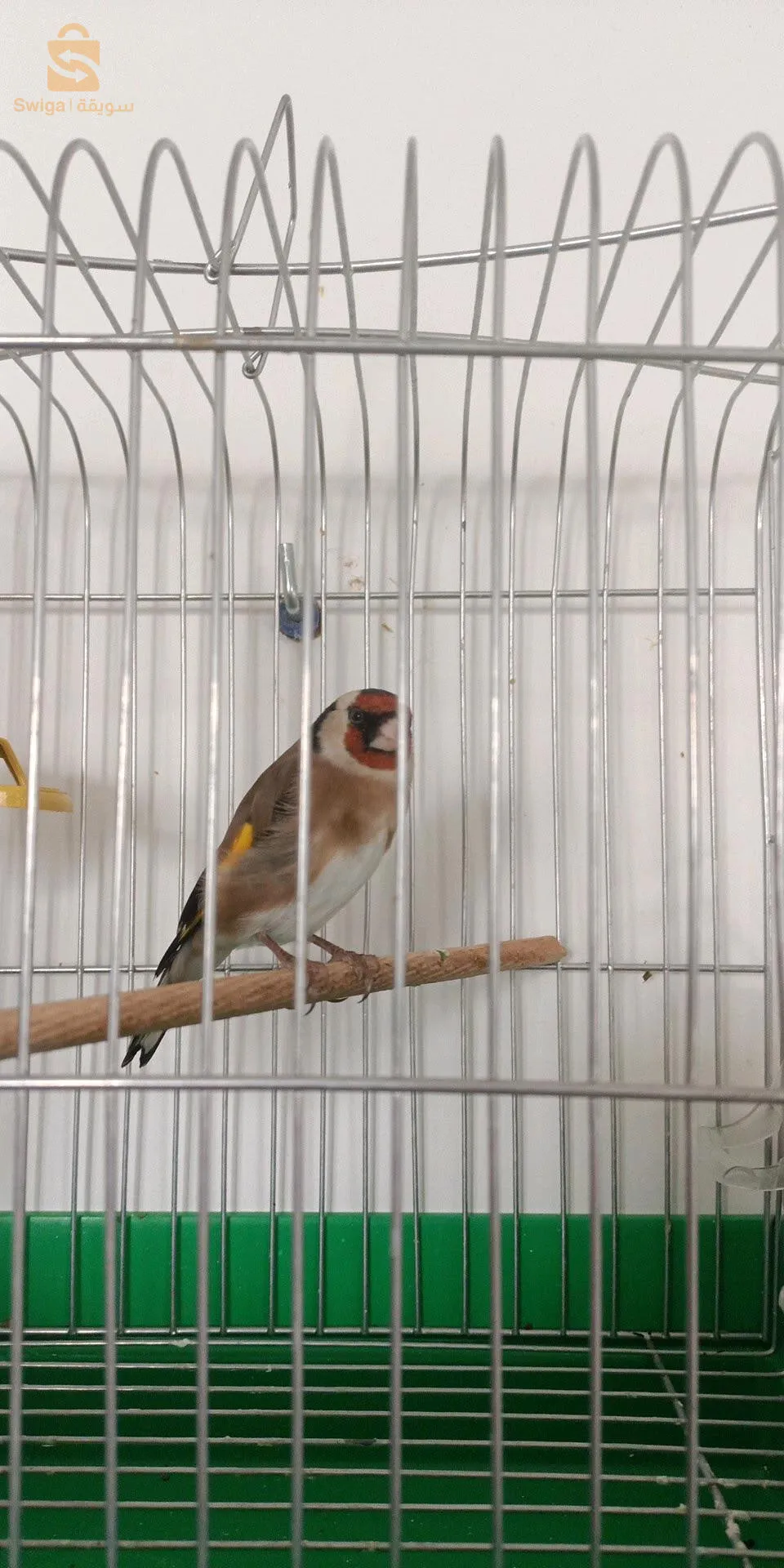 حسون شون شباب