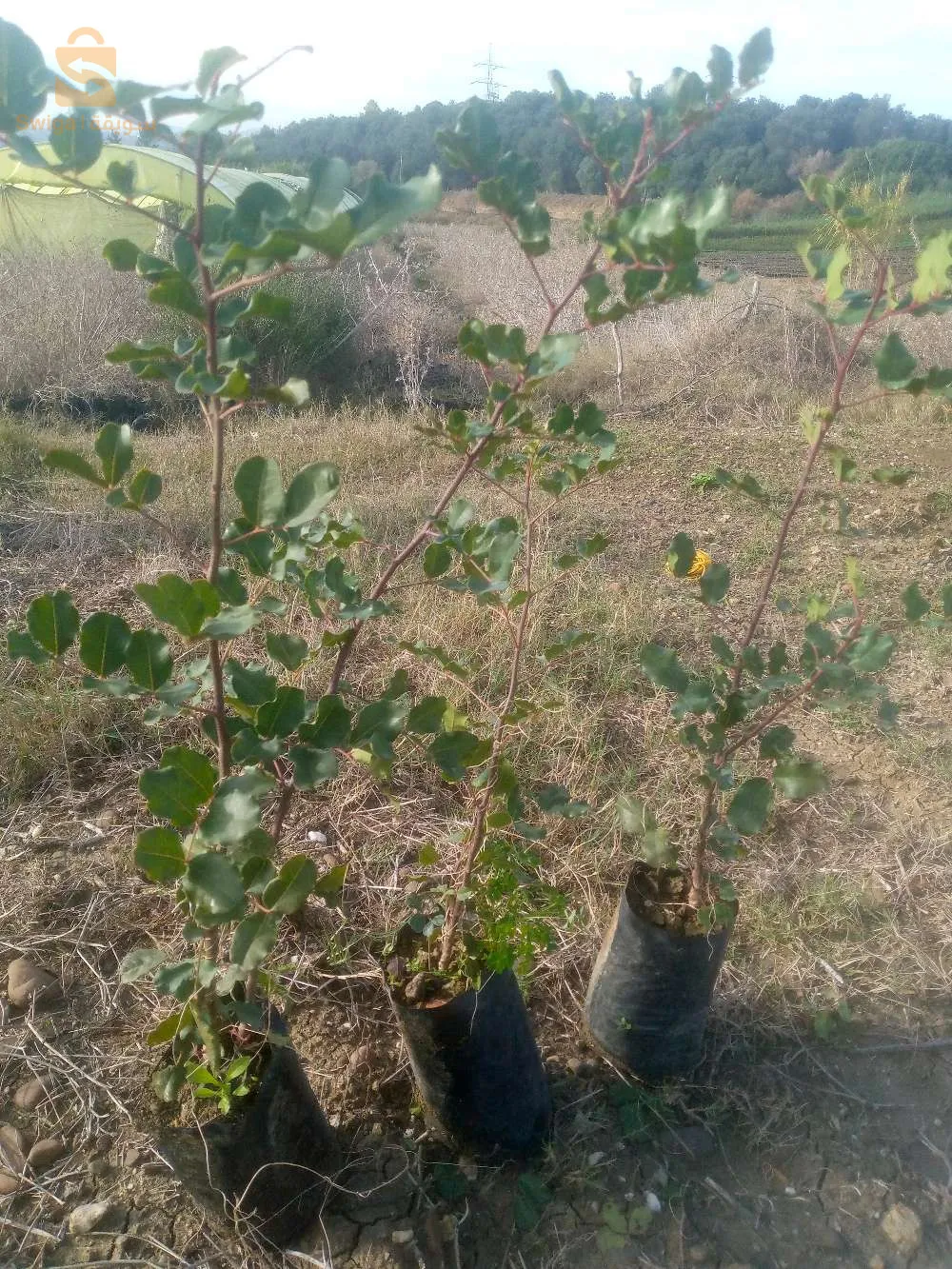 اشجار مثمرة