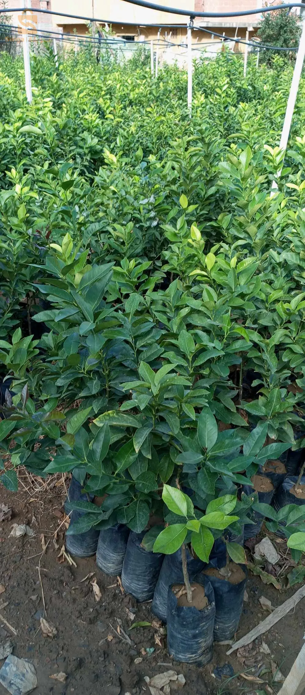 بائع الحمضيات بكل انواعها