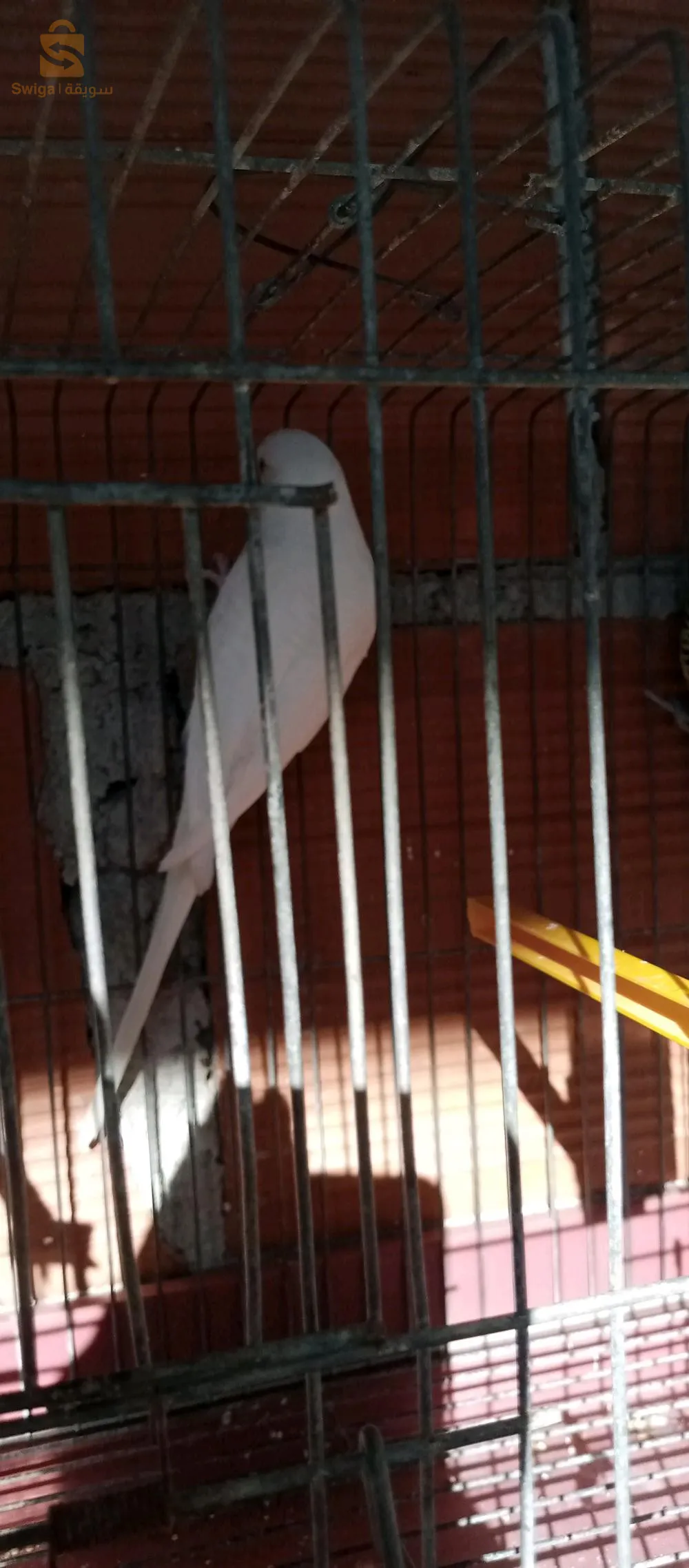 زوج(ذكروانثى) من طائر البادجي