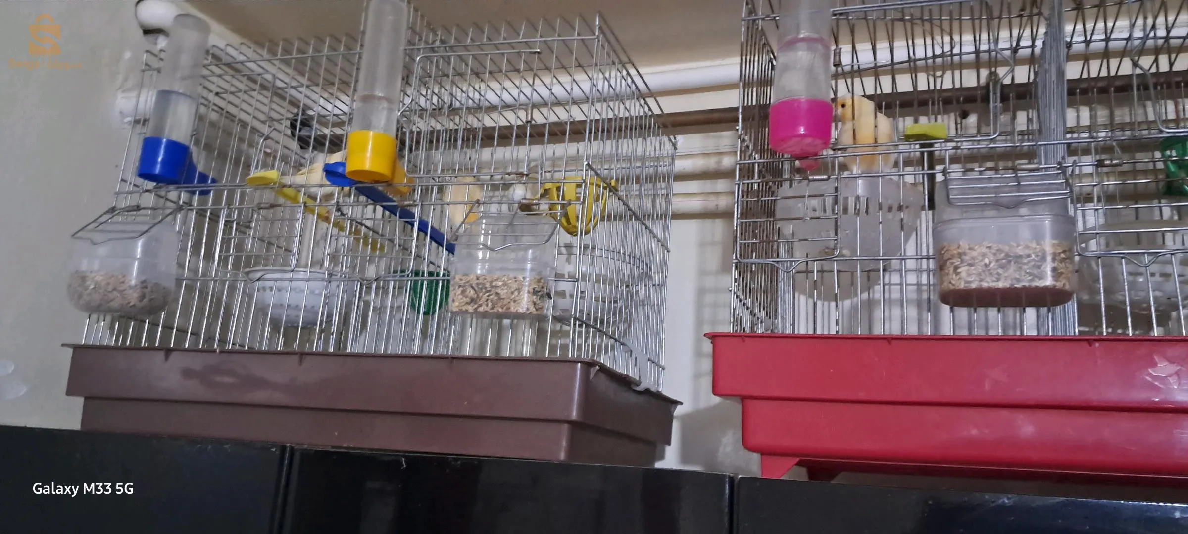There are Canary Vimals that we sell and do not exchange for Limal