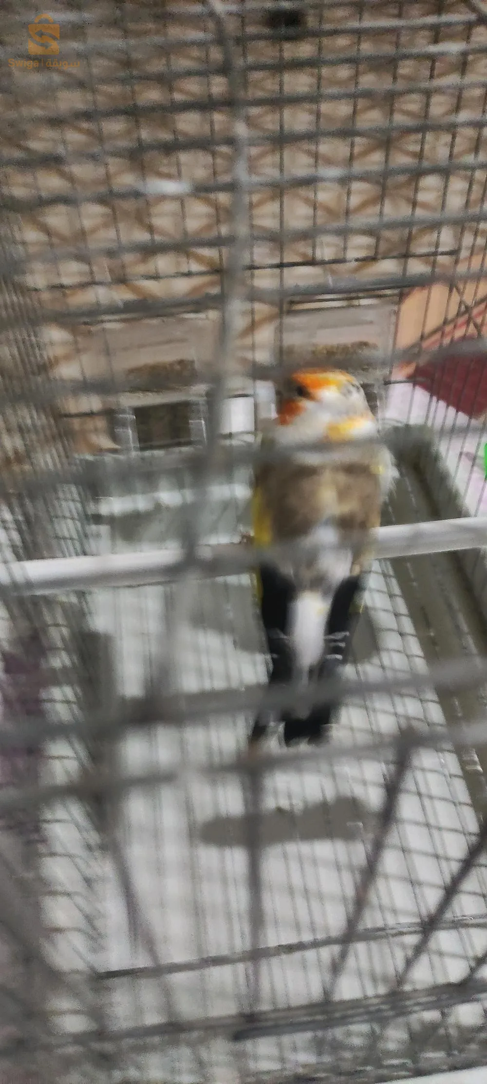 السلام عليكم كاين مقنين تات بلونش مجور باق 22الله يبارك بصحة جيدة المهتم يتصل برقم 0662009016