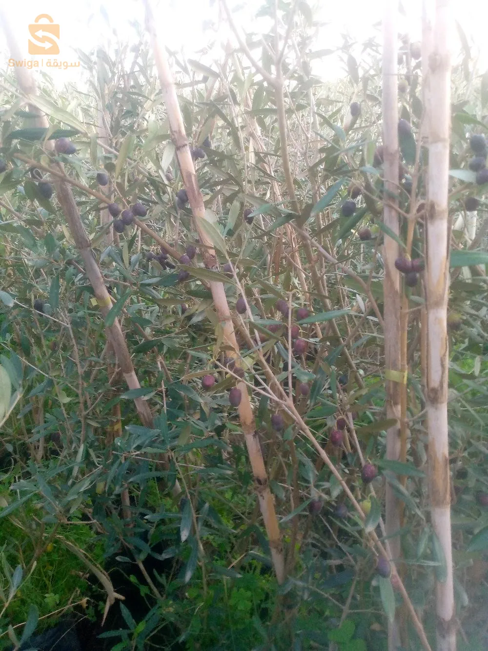 جميع انواع  الأشجار