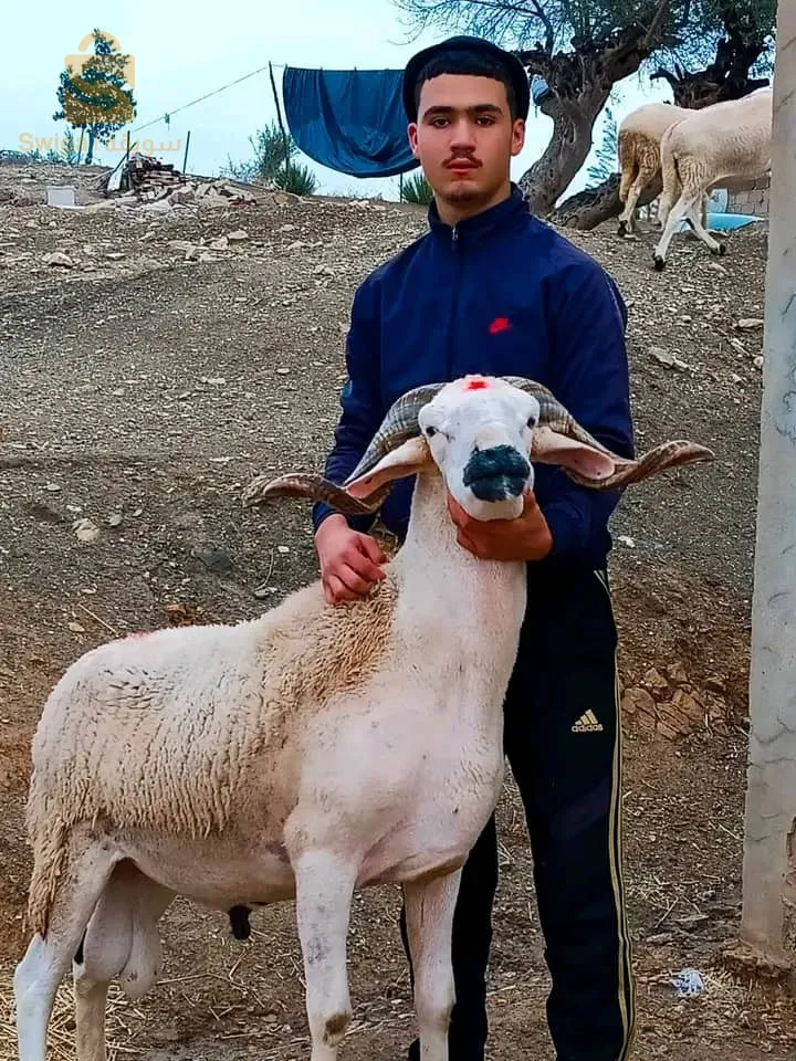 20حولية صردية فالحر للبيع مكان الشلف لي شاري يتصل 0772474256