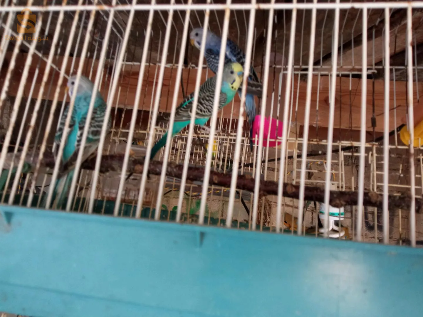 عين الترك وهران