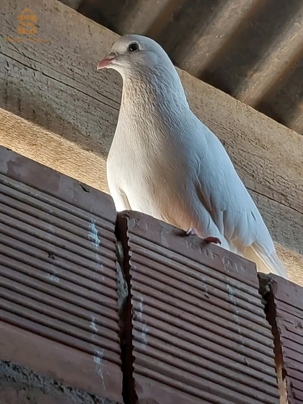 كوبلة حمام أبيض سبانيولي