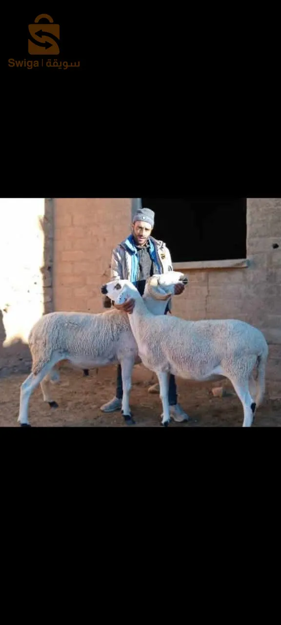 20حولية صردية فالحر للبيع مكان الشلف لي شاري يتصل 0772474256