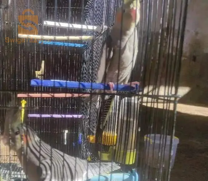 كلوبسيت حبشي