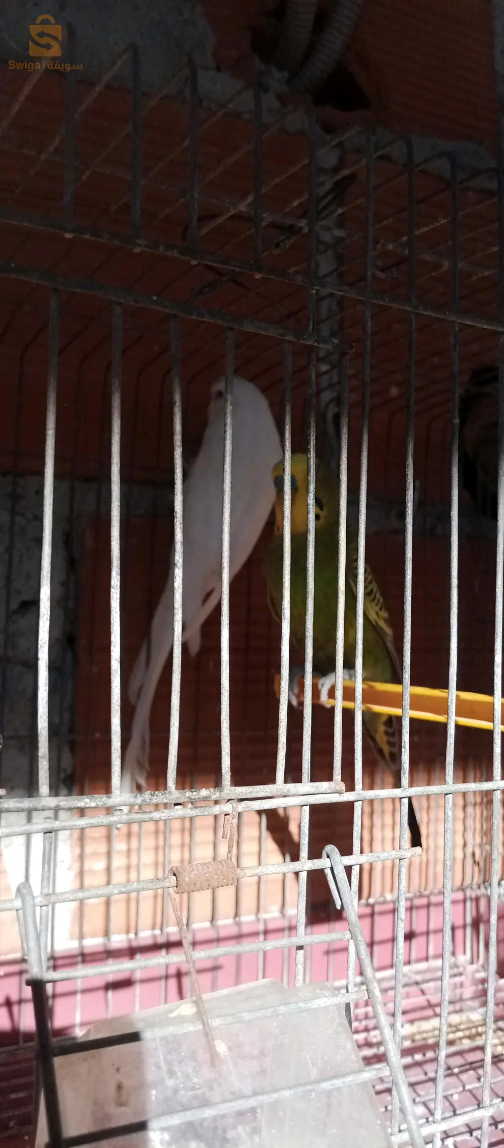 زوج(ذكروانثى) من طائر البادجي