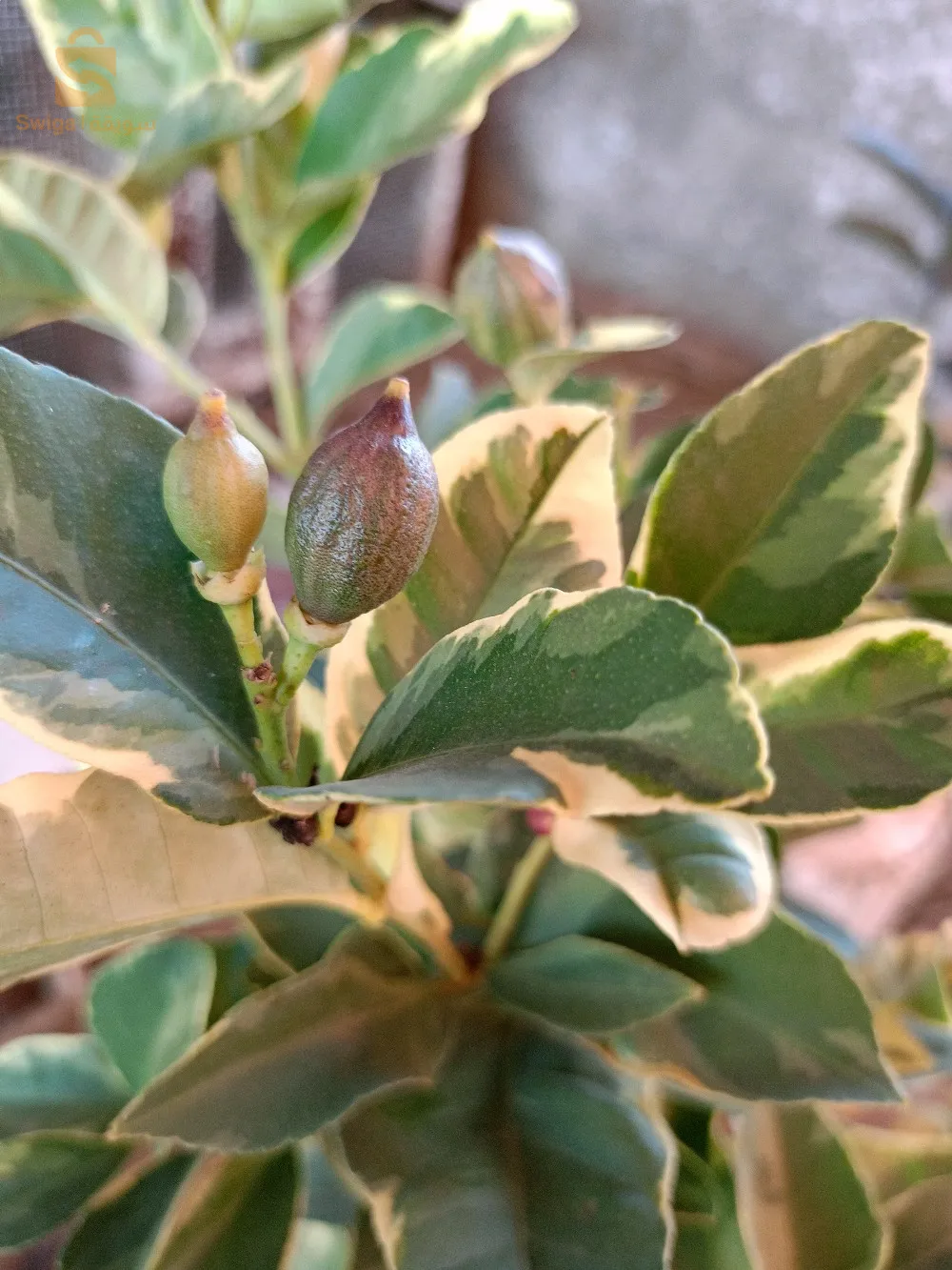 ليمون پاناشي