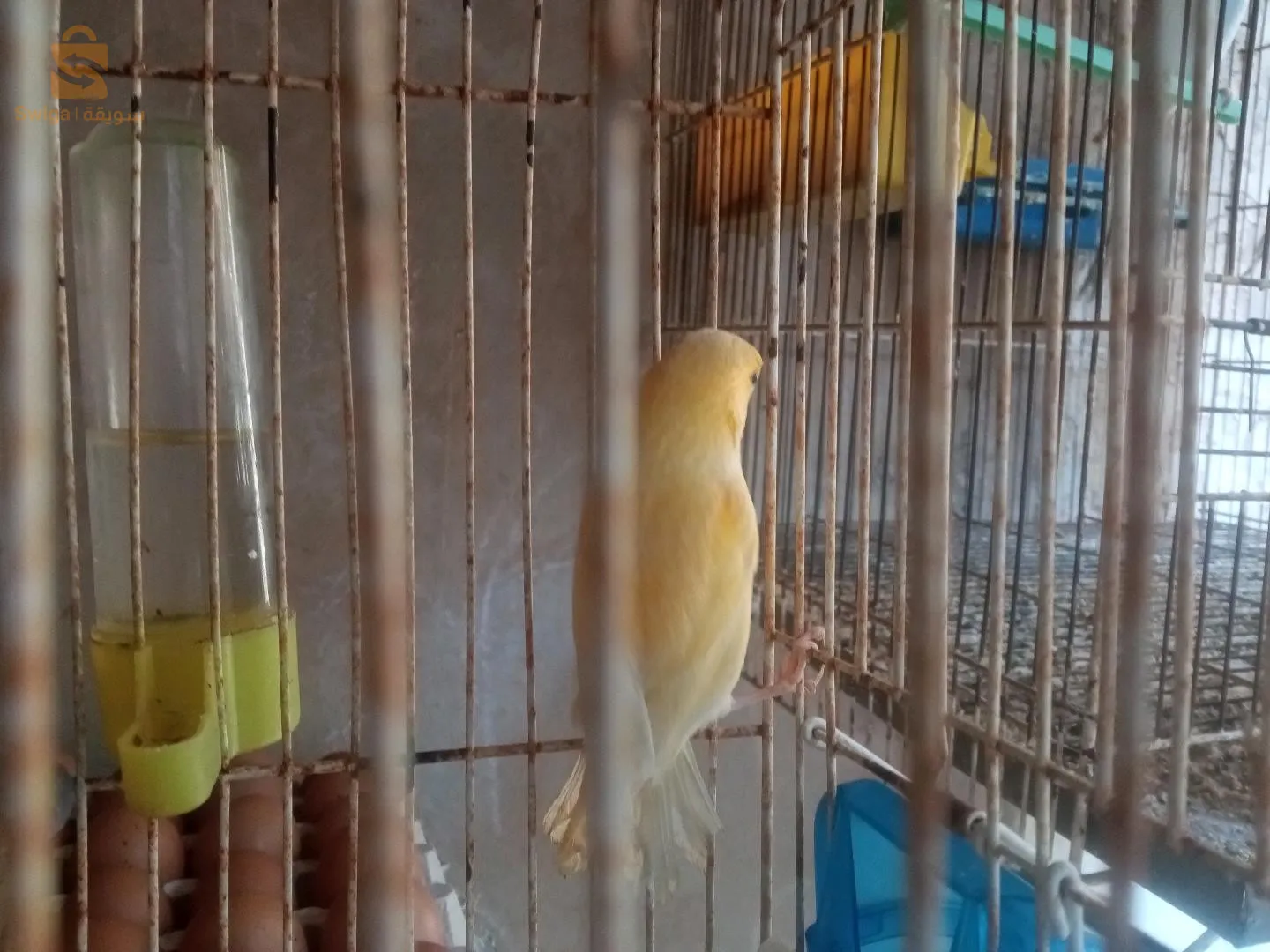 عين الترك وهران