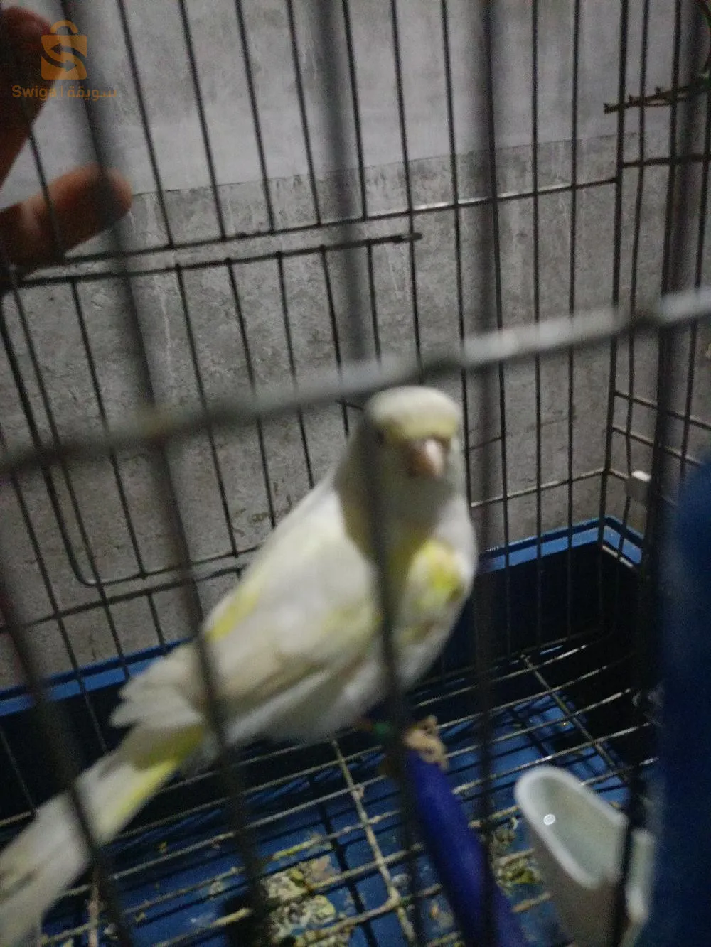 بلعباس