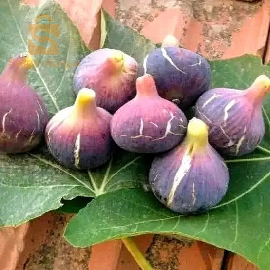 اشجار الفاكهة و اشجار تزيينية و مضادات الرياح