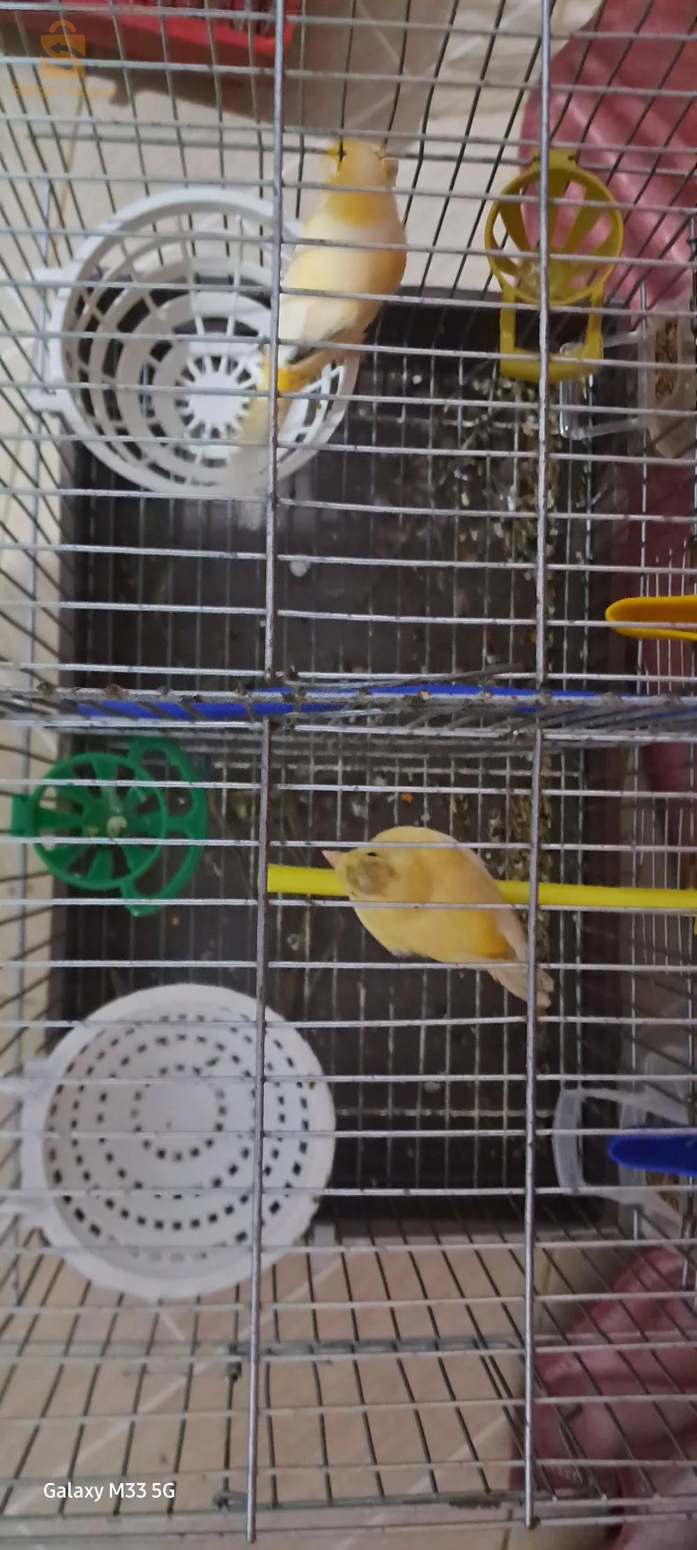 Il existe des Canary Vimals que nous vendons et n'échangeons pas contre du Limal.