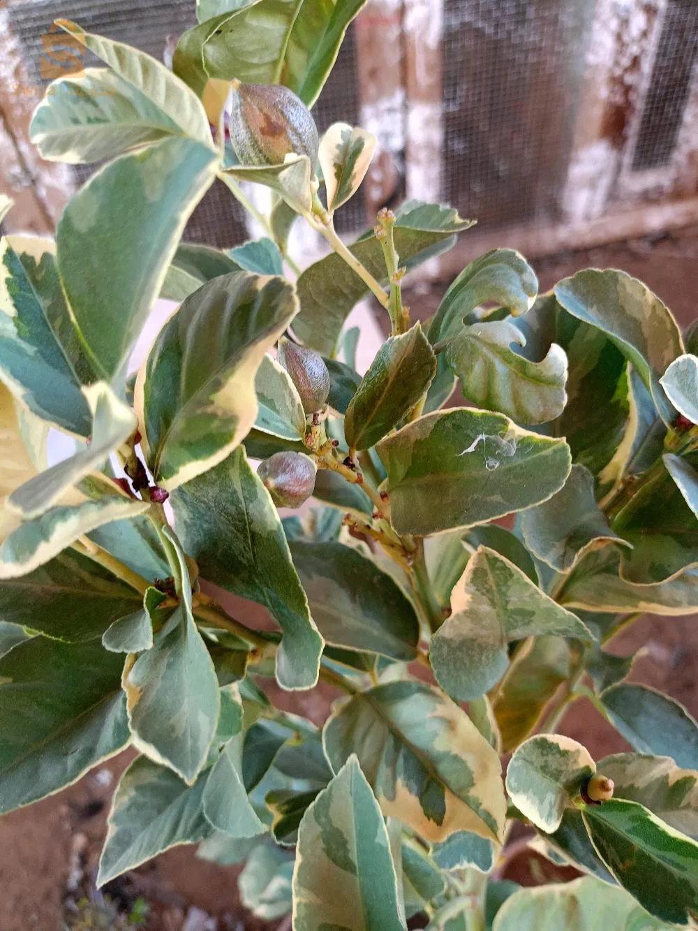 ليمون پاناشي