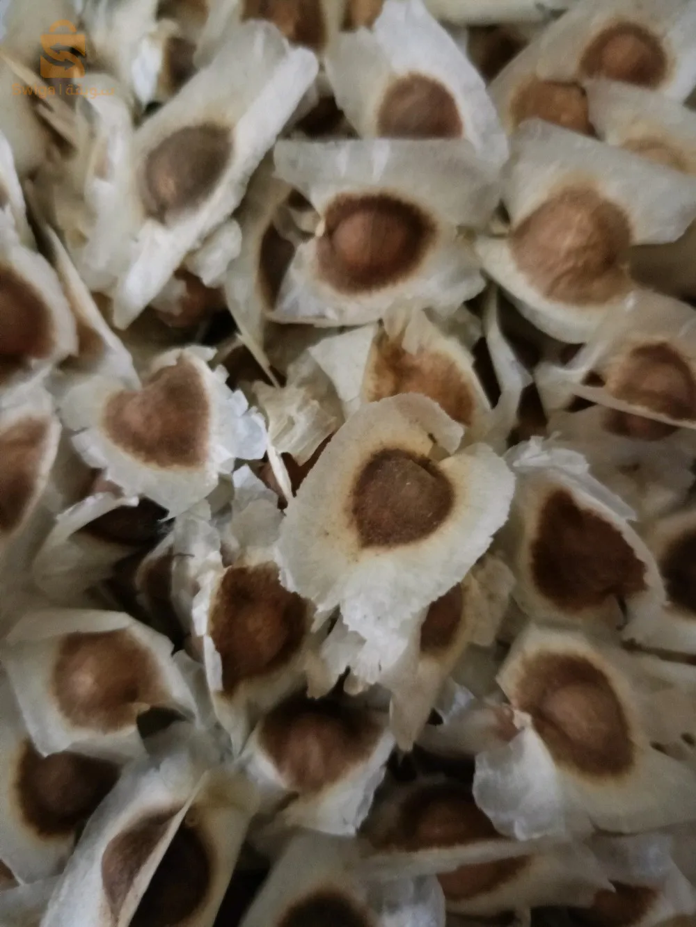 بذور المورينجا