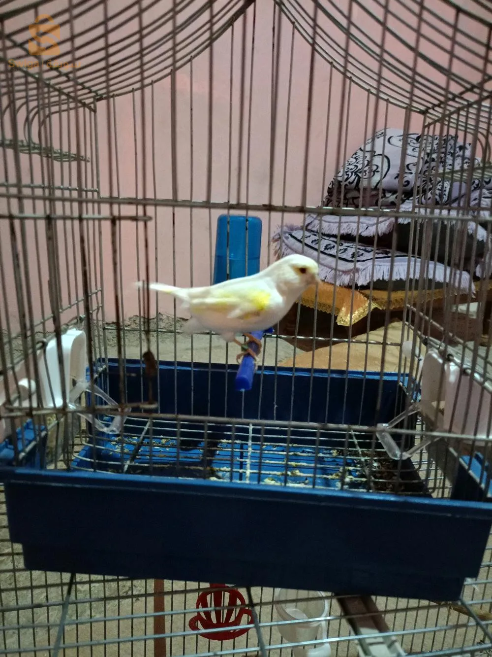 بلعباس