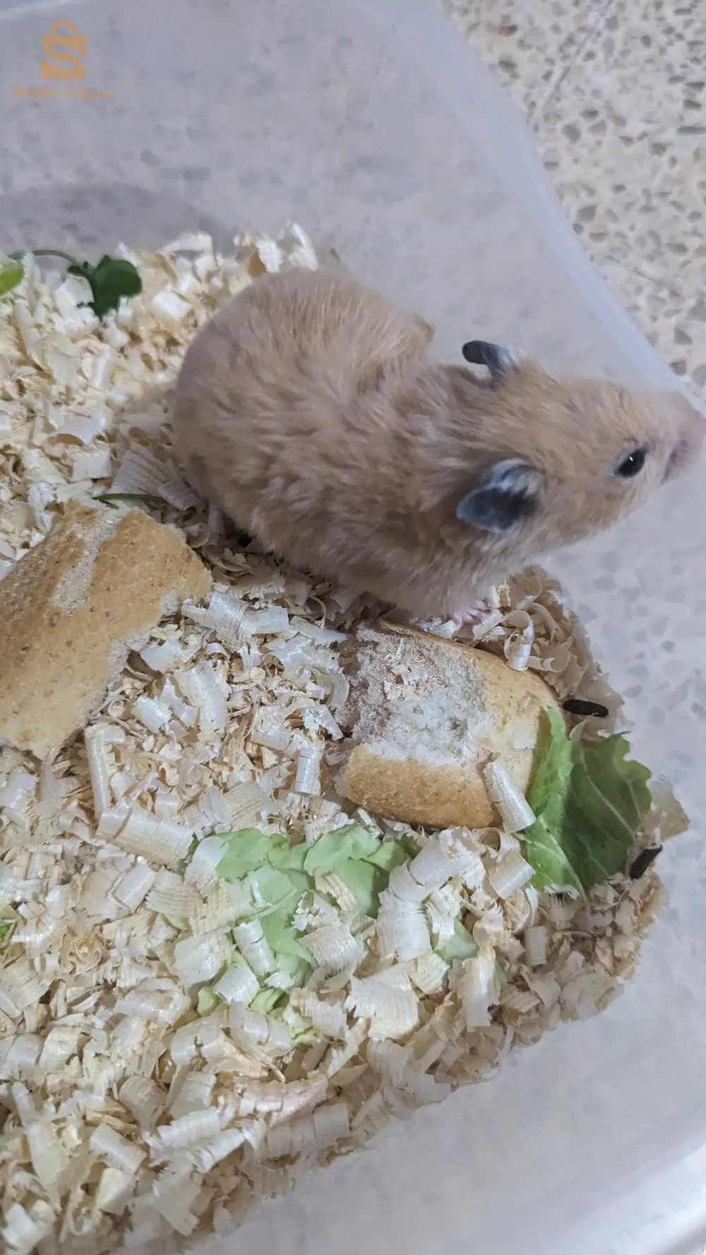 الجزائر العاصمة