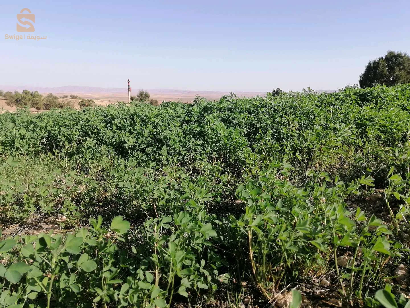 بلدية امجدل