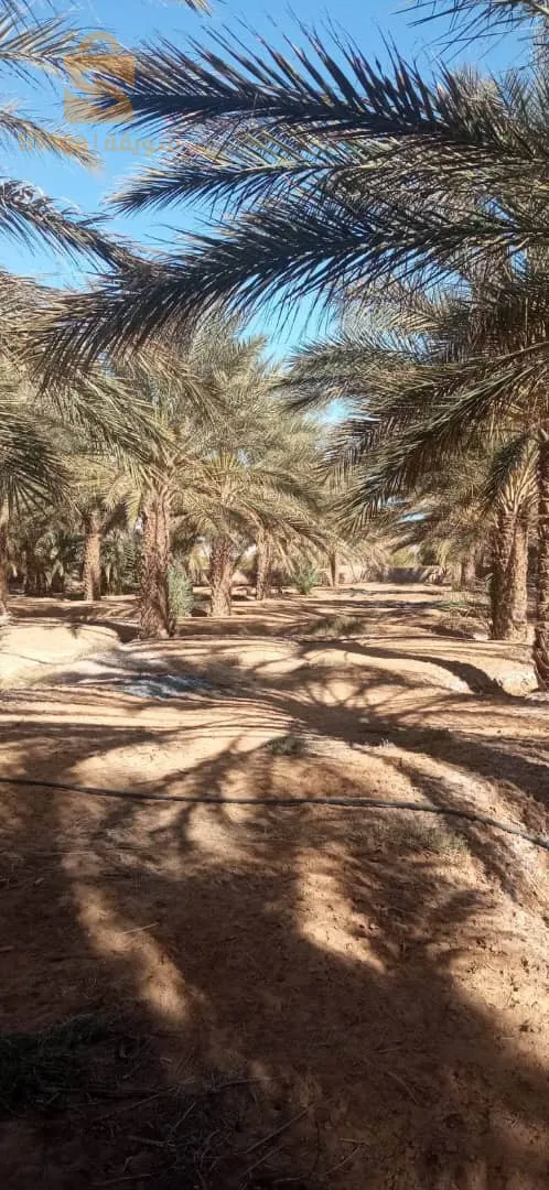 ولاية بسكرة بلدية اوماس قريبة على المطار