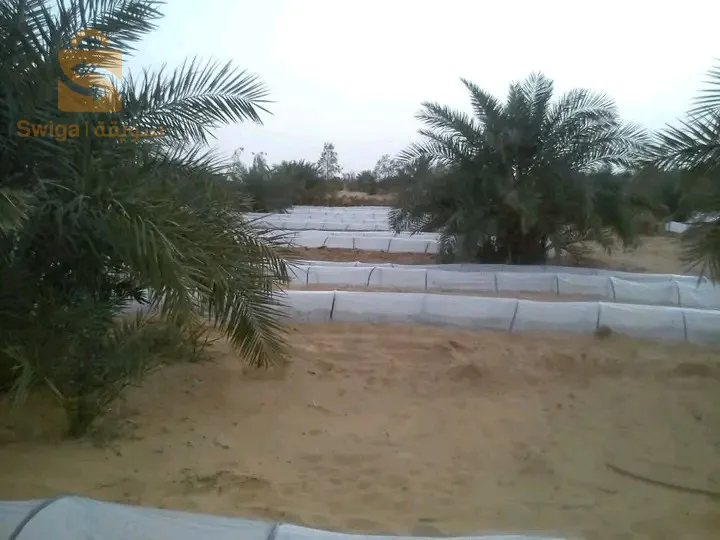 أرض فلاحية للبيع