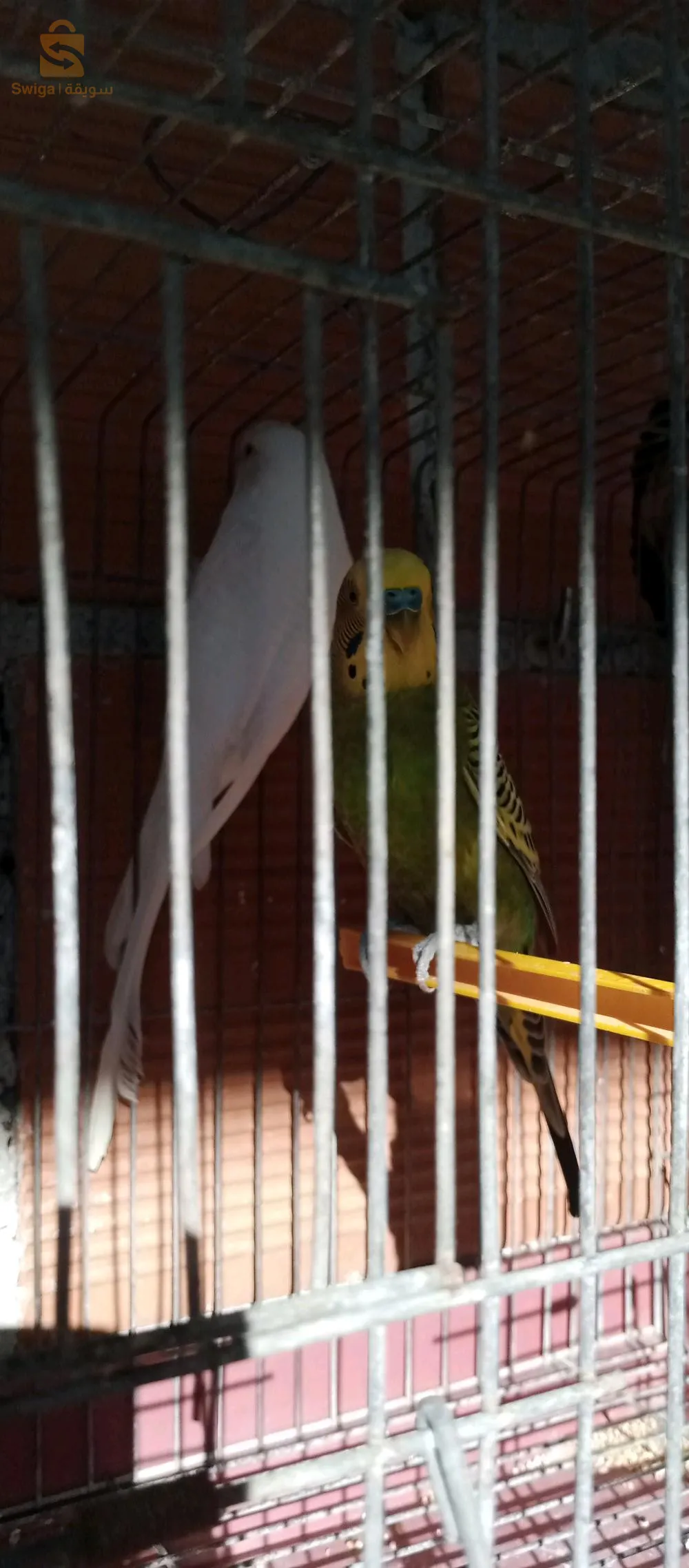 زوج(ذكروانثى) من طائر البادجي